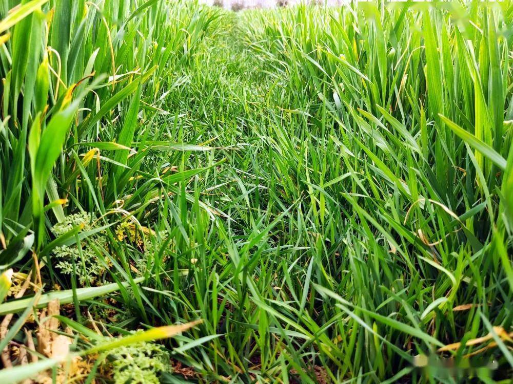 由于甲基二磺隆比较容易产生药害,在防治节节麦时,不建议和防治阔叶