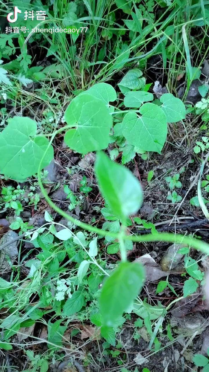 隔山消,又叫白首乌.我们当地叫它何首乌,你那都叫它什么呢?