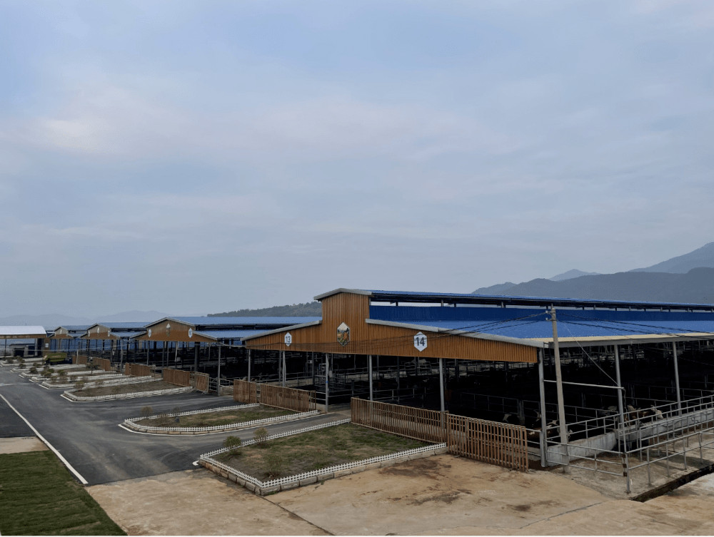 莲花县走"牛"路兴"牛"业发"牛"财_肉牛_养殖_良坊镇