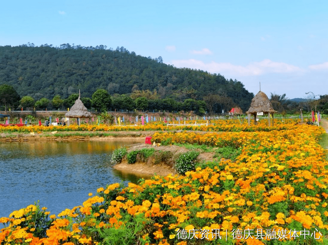 春节过年,德庆凤村数万人次游客涌来,究竟乜回事?_乡村_田园_绿色