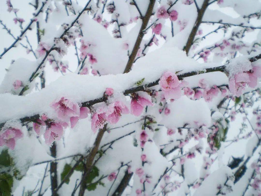 8首梅雪詩詞,踏雪尋梅,冬日裡最美的風景_梅花_雪花_季節