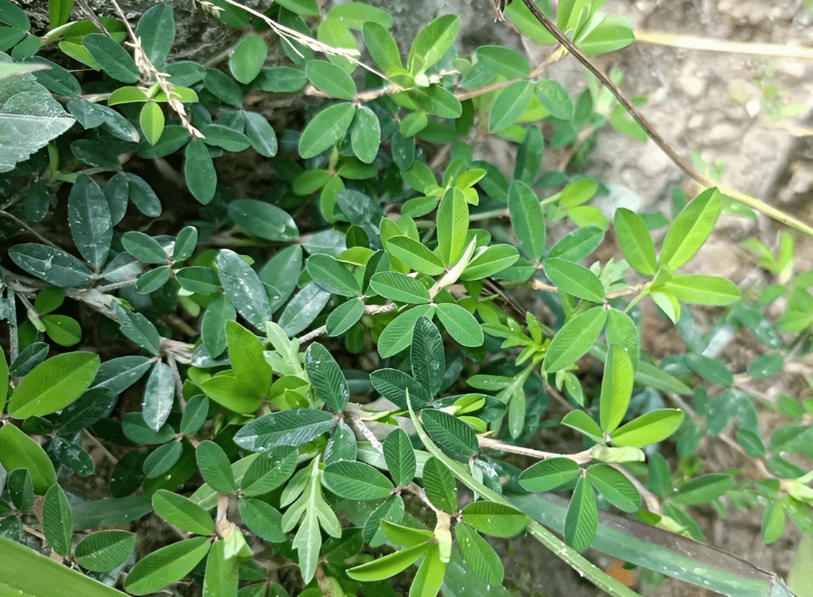 當然了,有時候也會根據植物的用處來取名,比如野甘草,人們就叫它