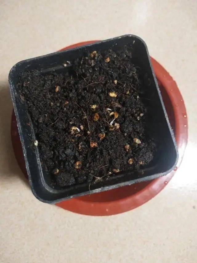 把里面的种子抠出来,然后种到花盆里面,照样是可以发芽长大结辣椒的