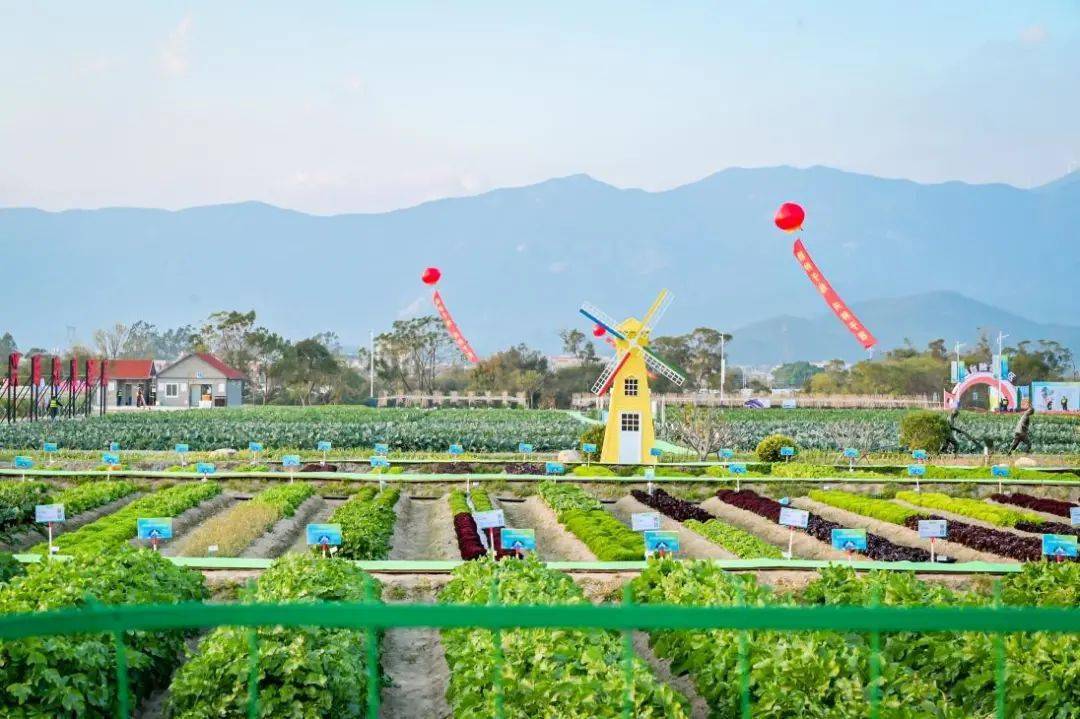 翔安的田园美在哪?一起来看看→_种植_胡萝卜_后田村