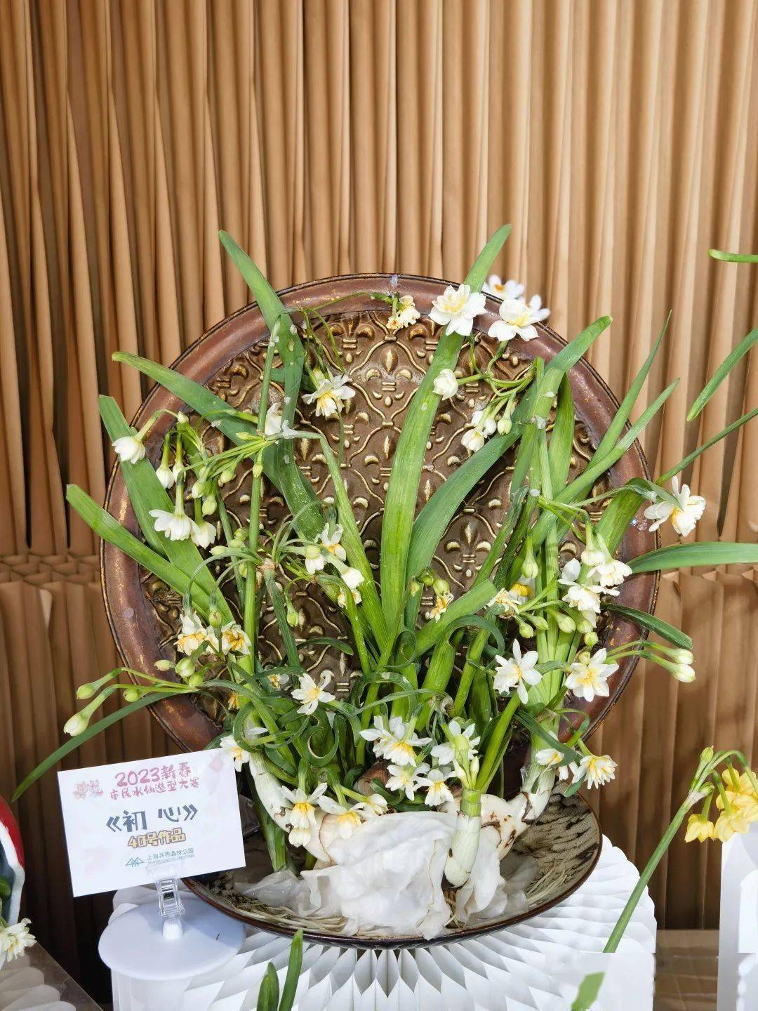 2023新春市民水仙雕刻大赛落幕,获奖作品抢先看→_停车场_游园_嫩江路