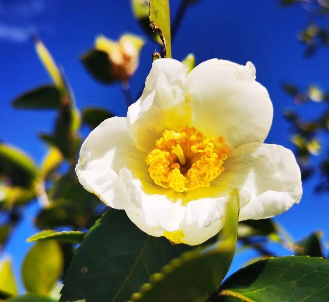 祥云 青山油茶果满枝