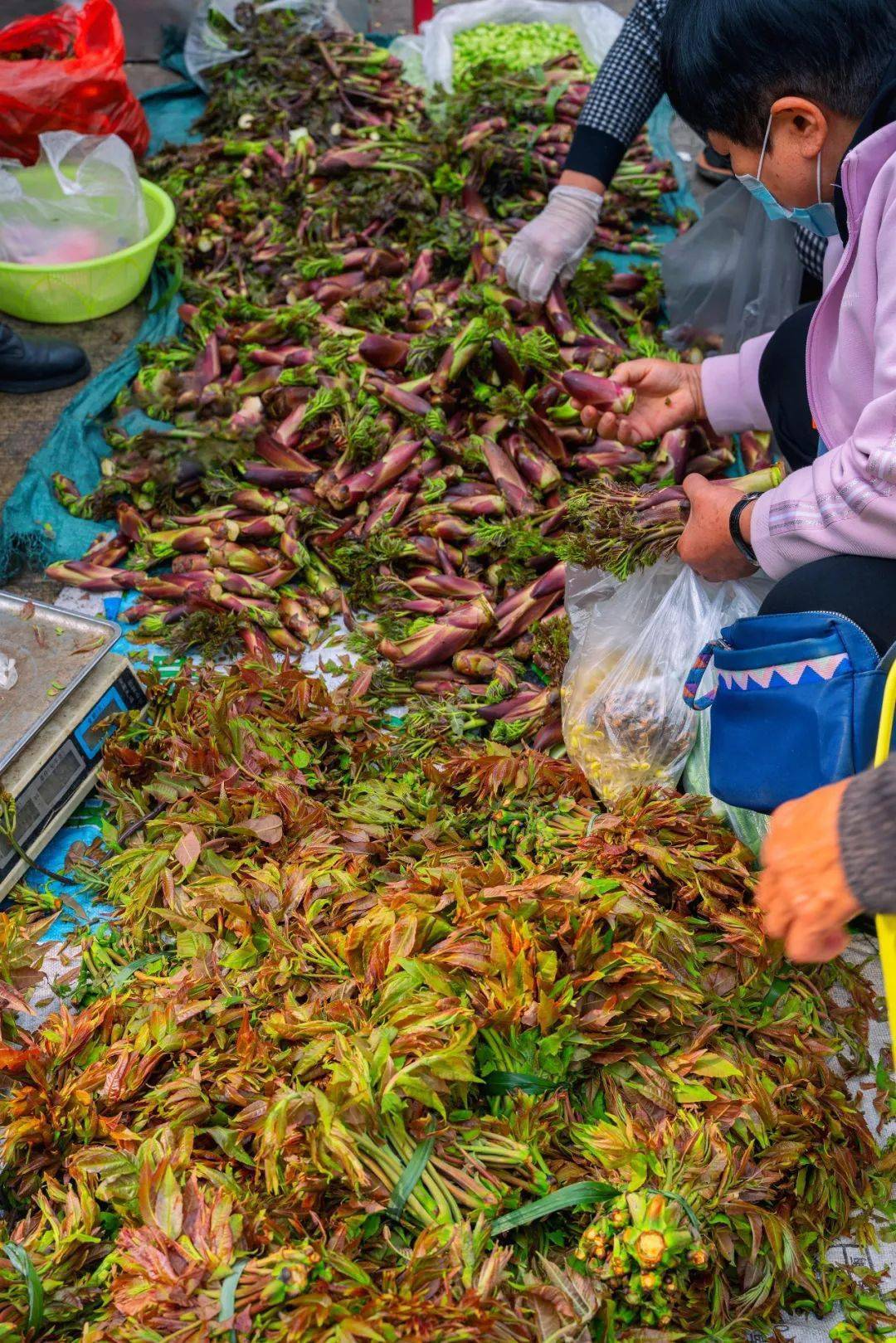 人们用盘子做稿纸,在春天的美食散文里阅读它……在菜市场挑选香椿