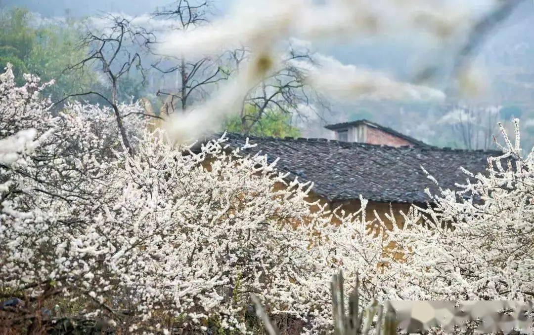 今年阳山水浪花谷花期图片