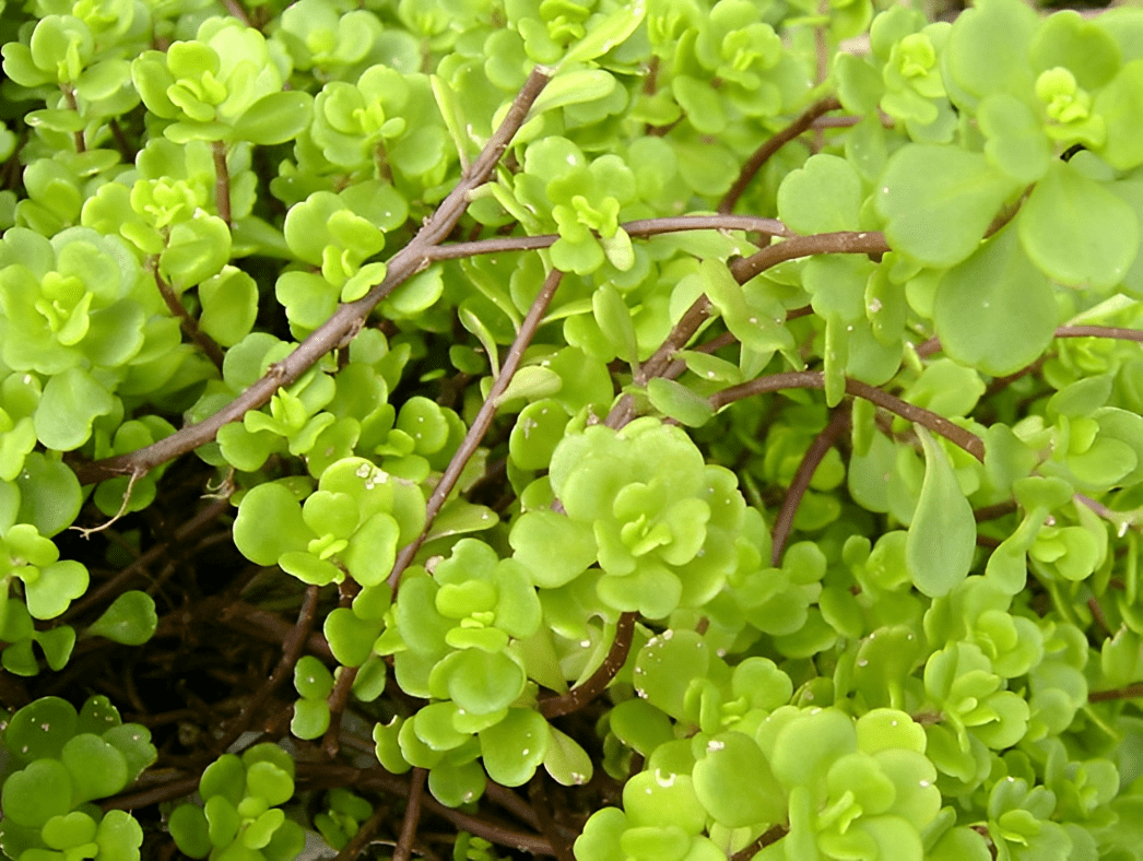 俗称"石板菜",株型又矮又小,价值胜过马齿笕,需要保护好它!