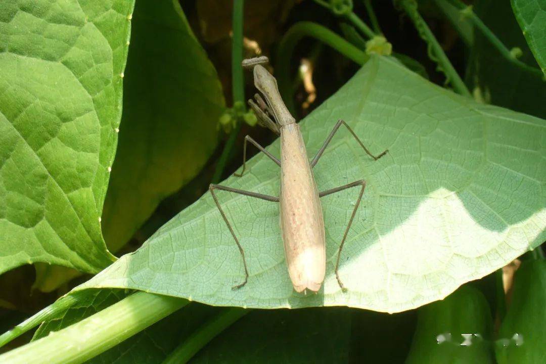 山东常见螳螂_绿色_褐色_中华