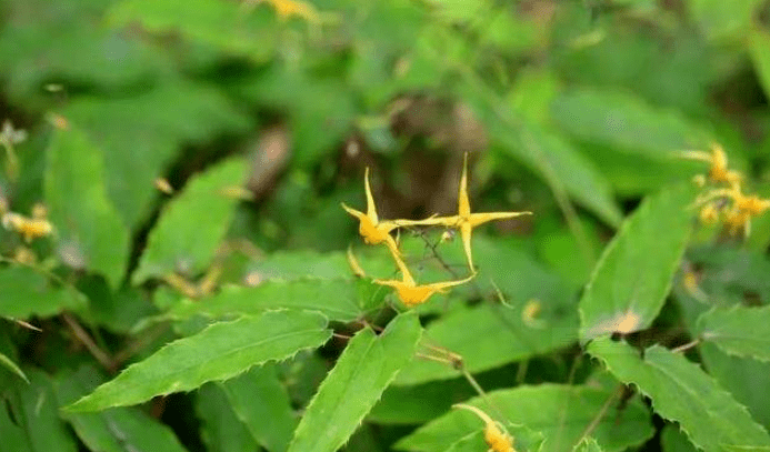 仙丹花（仙丹百科） 第10张