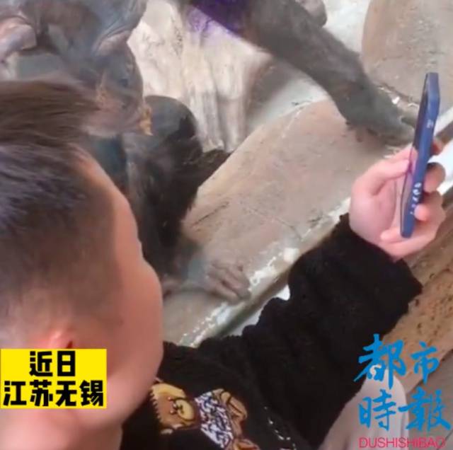 须眉逛动物园给猩猩看短视频，“看了十几分钟”，当事人：给它看的是动物视频，看它挺无聊的
