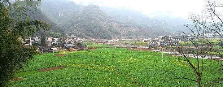 黄平县浪洞镇:千亩油菜花开春意浓_种植_桐村_示范