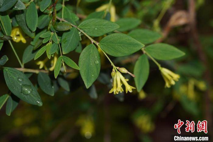 荛花（适合室内养的植物） 第2张