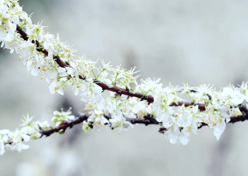 北海:采摘赏花忙踏青 不负春日好时光_李花_产业_种植