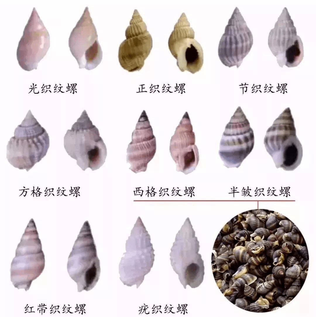 关于禁止食用购买织纹螺的警示_加工_经营_单位