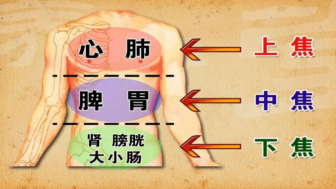 背不好，难长寿！养背常做五个动作，补阳气、护五脏，很简单！（动图教学）_背部_身体_人体