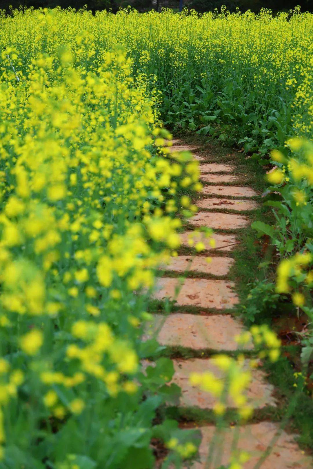 犹如万里碧海上闪耀金色阳光的千层浪公园南入口细寨碧道两旁竞相盛放