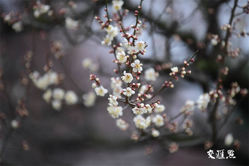 梅花俏枝头！南京玄武湖开启“百花闹春”赏花季