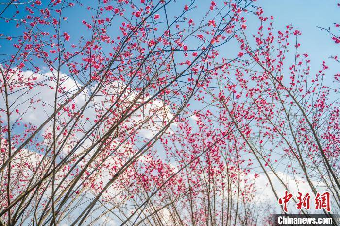 贵阳不雅山湖公园梅花盛开引客来