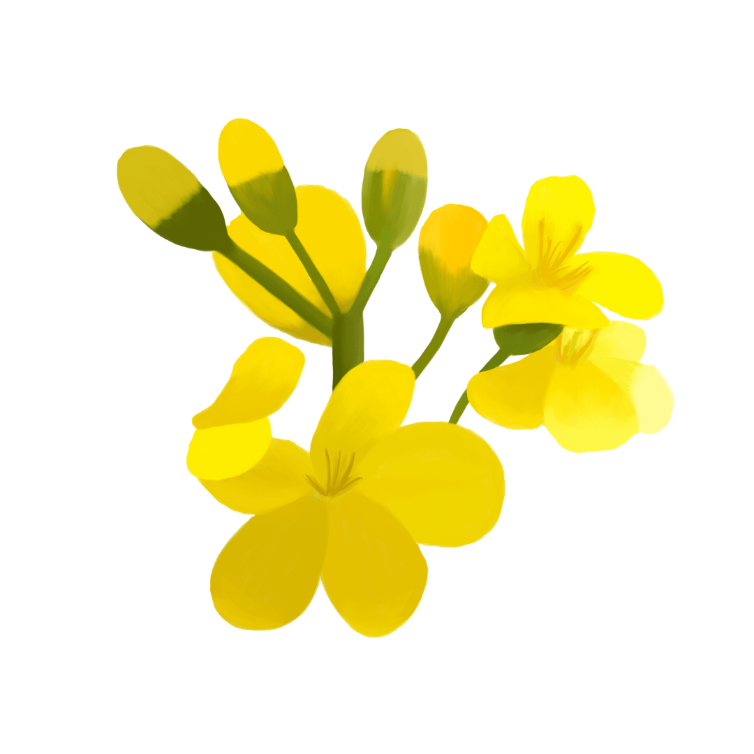 横州朝阳大垌油菜花田