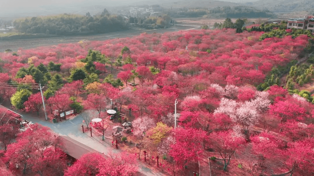 桂阳樱花园位置图片