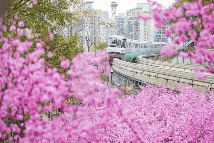 “开往春天的列车”即将“发车”！带你解锁渝中春季赏花的准确姿势→