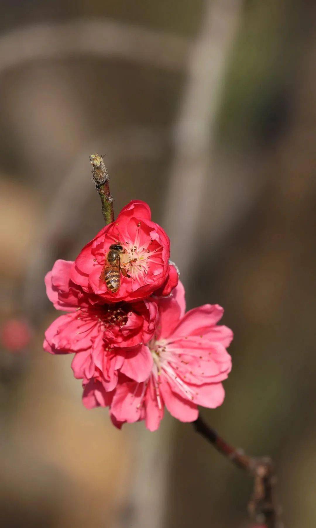 靚!企石這桃花開了!_崗公園_企石鎮_海洋