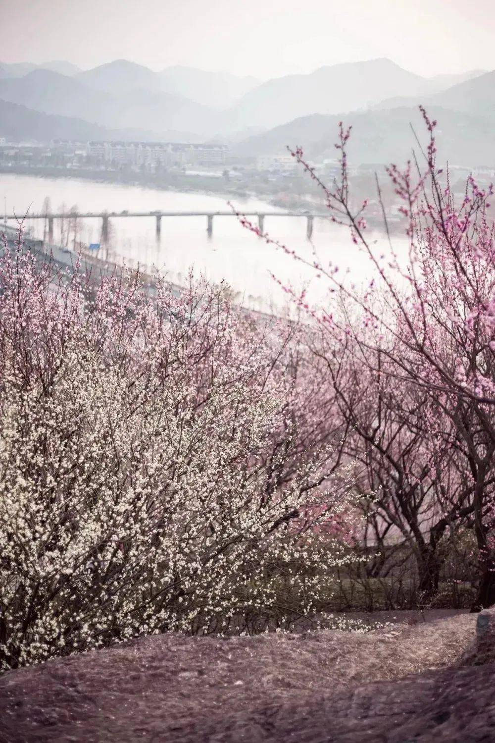 18 周六 遇见梅花盛开的长城,临海江南古长城徒步 紫阳古街 东湖一日