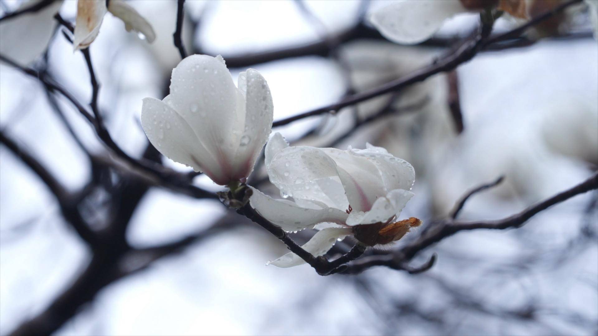 千城百县看中国｜春花迎风开 盛景合理时