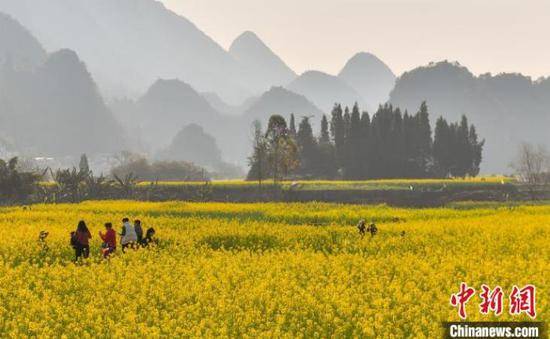 贵州兴义:早春二月油菜花飘香醉游人_闵捷_刘娟_新闻网