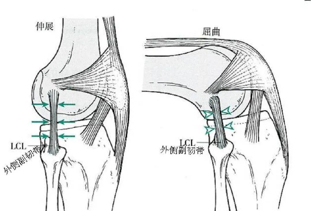 膝关节解剖图素描图片