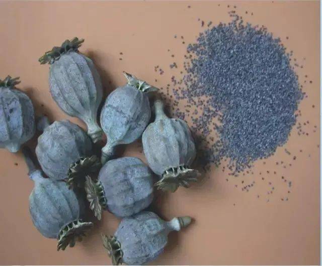 《狂飙》删减片段?原因竟与这种植物有关!_罂粟_毒品_非法