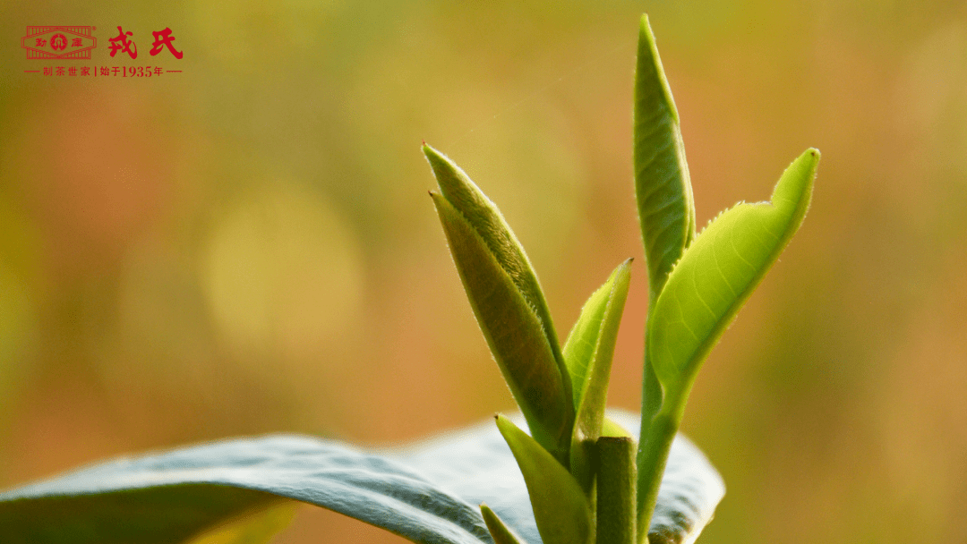 戎氏：品尝一片大叶的千年故事 | 小户赛茶山行