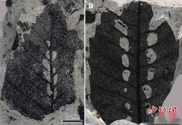 “植物”云南学者通过2.5亿年前化石揭示植物“睡觉”起源机制