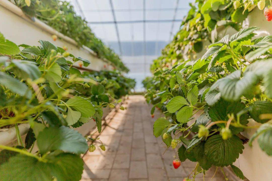 大兴这个草莓采摘园开园啦!提着篮子走起…_蔬菜_农产品_水果