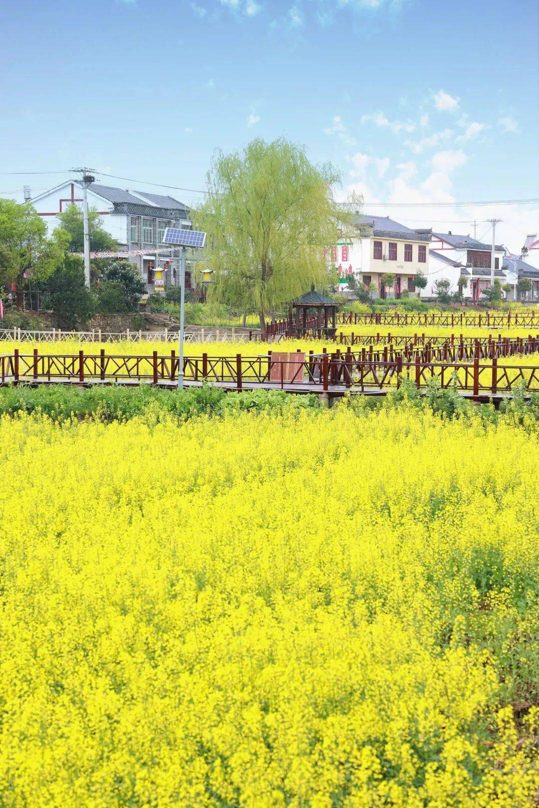鄂州向您发出赏花邀请函——_花海_梁子湖区_樱花