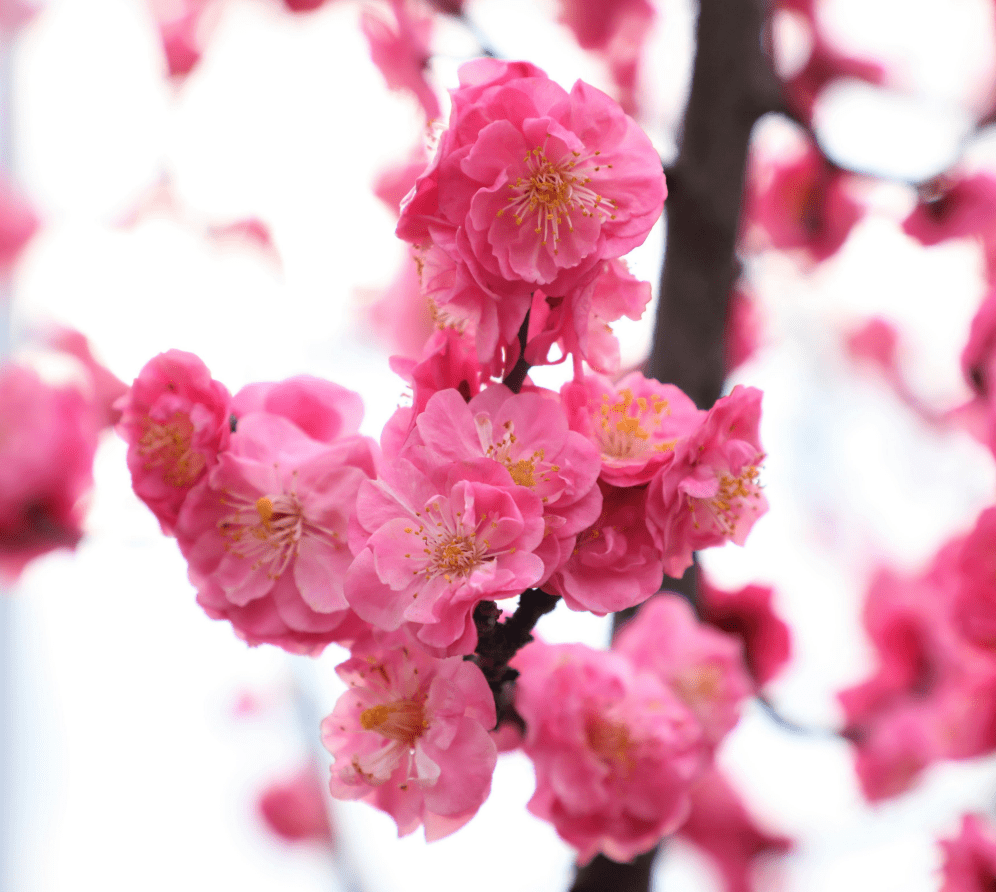 山杏图片开花图片