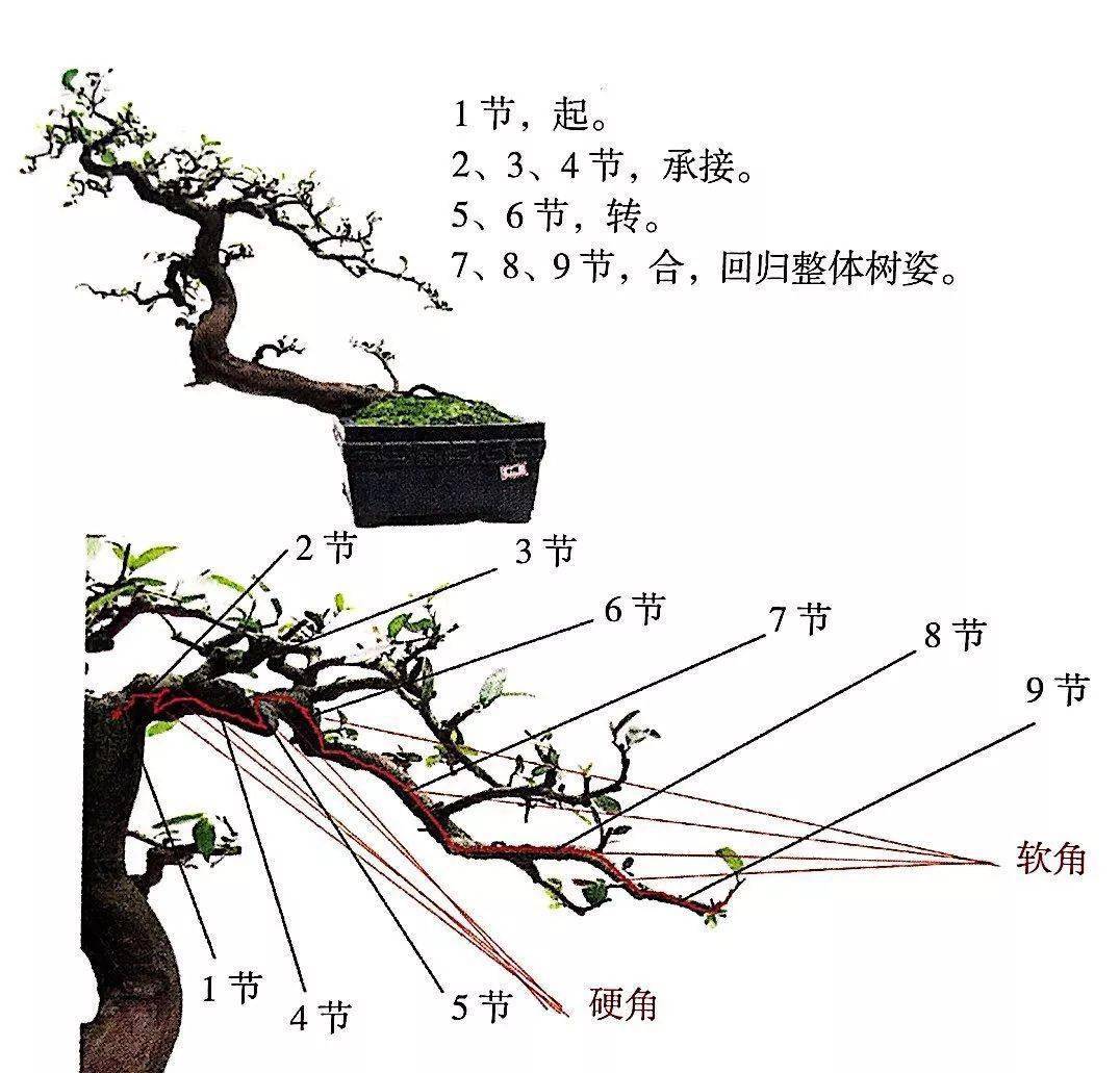 盆景一飘二拖三顶图解图片