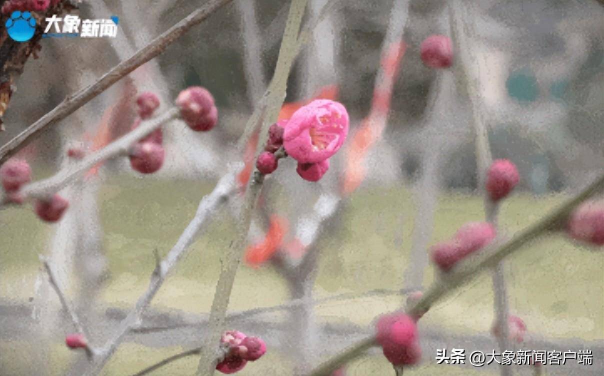 雨水｜执伞相逢诗意中原