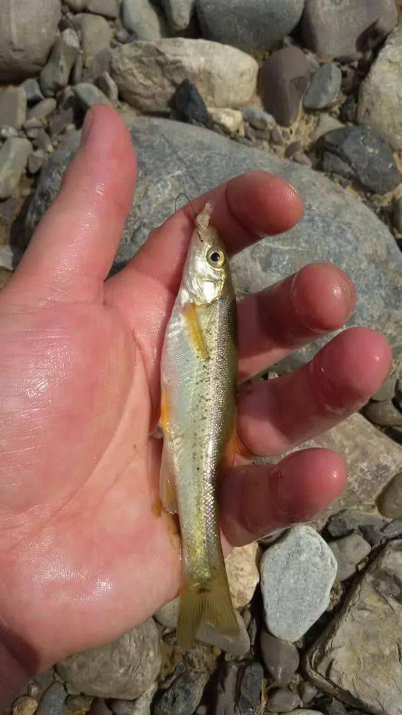 清澈山溪边走边钓,数不清的野生小鱼