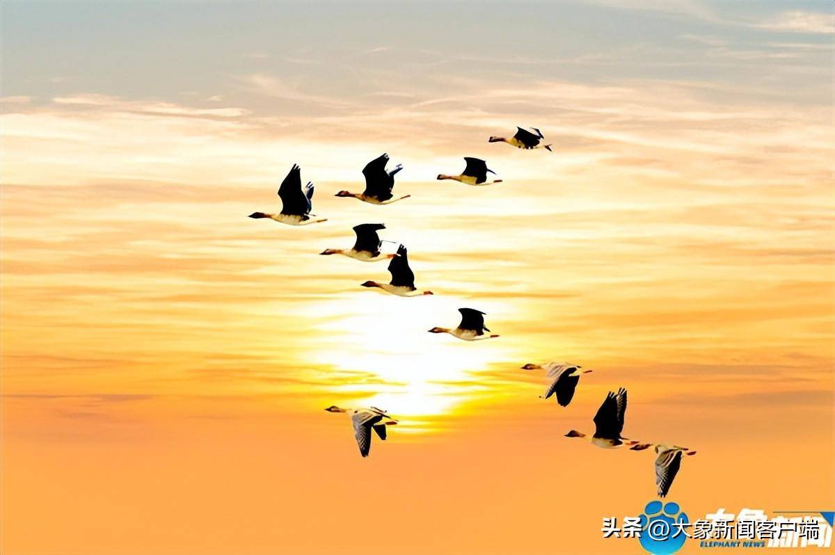 夕阳下的大雁图片图片