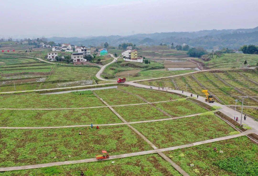 华蓥"以工代赈"出实招,助力农民"鼓腰包"!_永兴镇_种植_订单