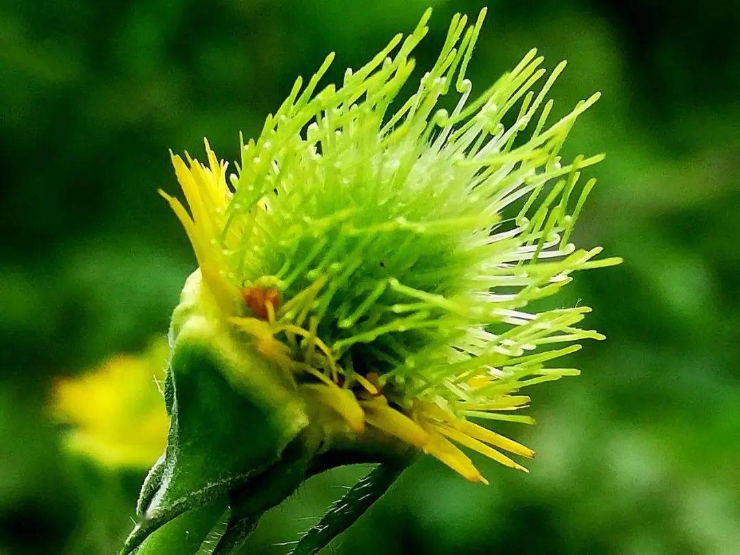 两味中药,既治头晕眼花,又治心悸耳鸣