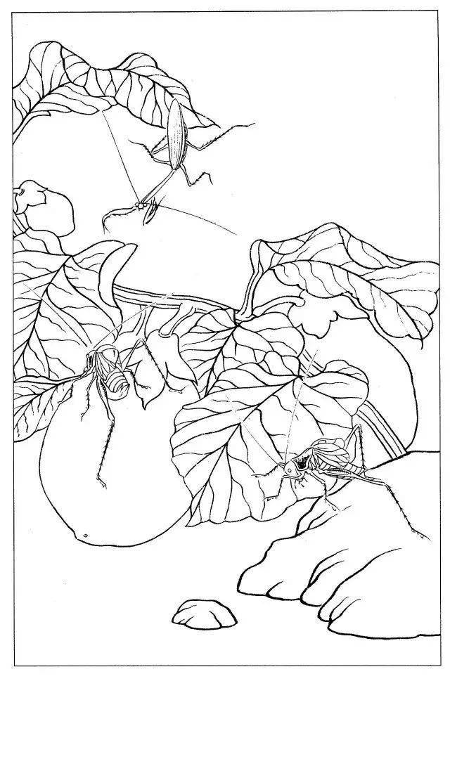 品鉴| 工笔《虫草白描图》17图