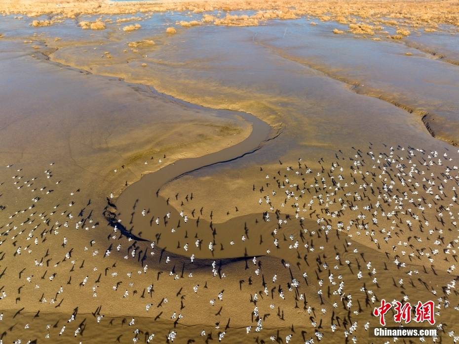 江苏连云港:大批反嘴鹬湿地越冬场面壮观_近海_生物_在空中