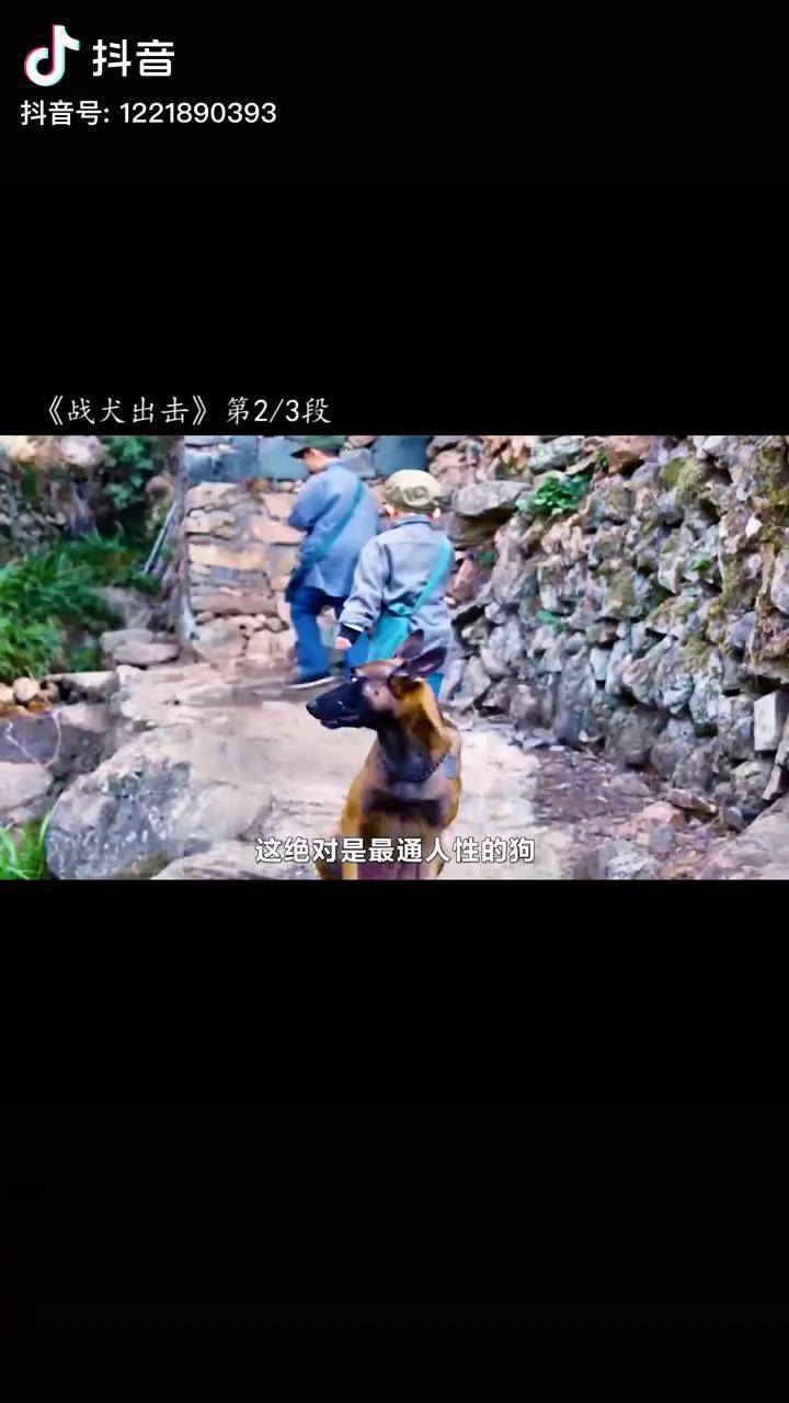神犬落难,老人将它救回家,竟多次帮助家人逃过劫难! 宅家dou剧场