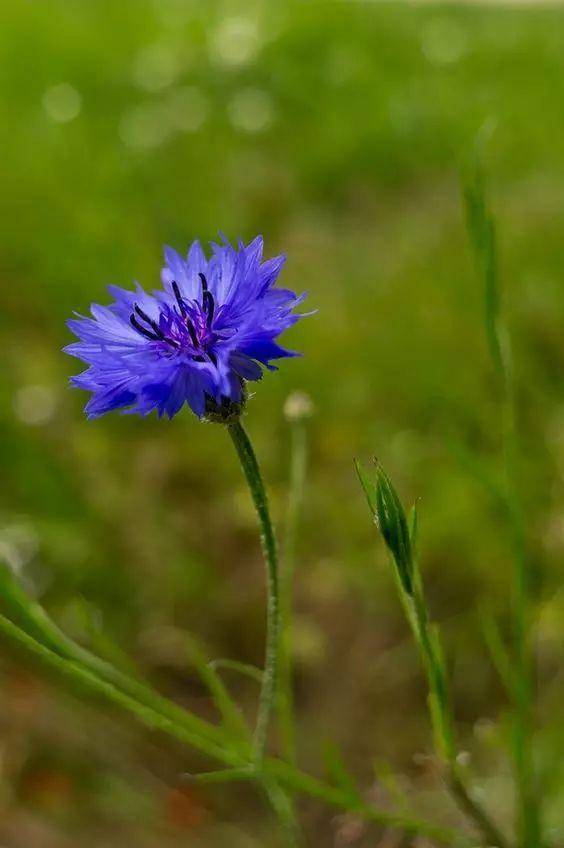 蓝芙蓉花语图片