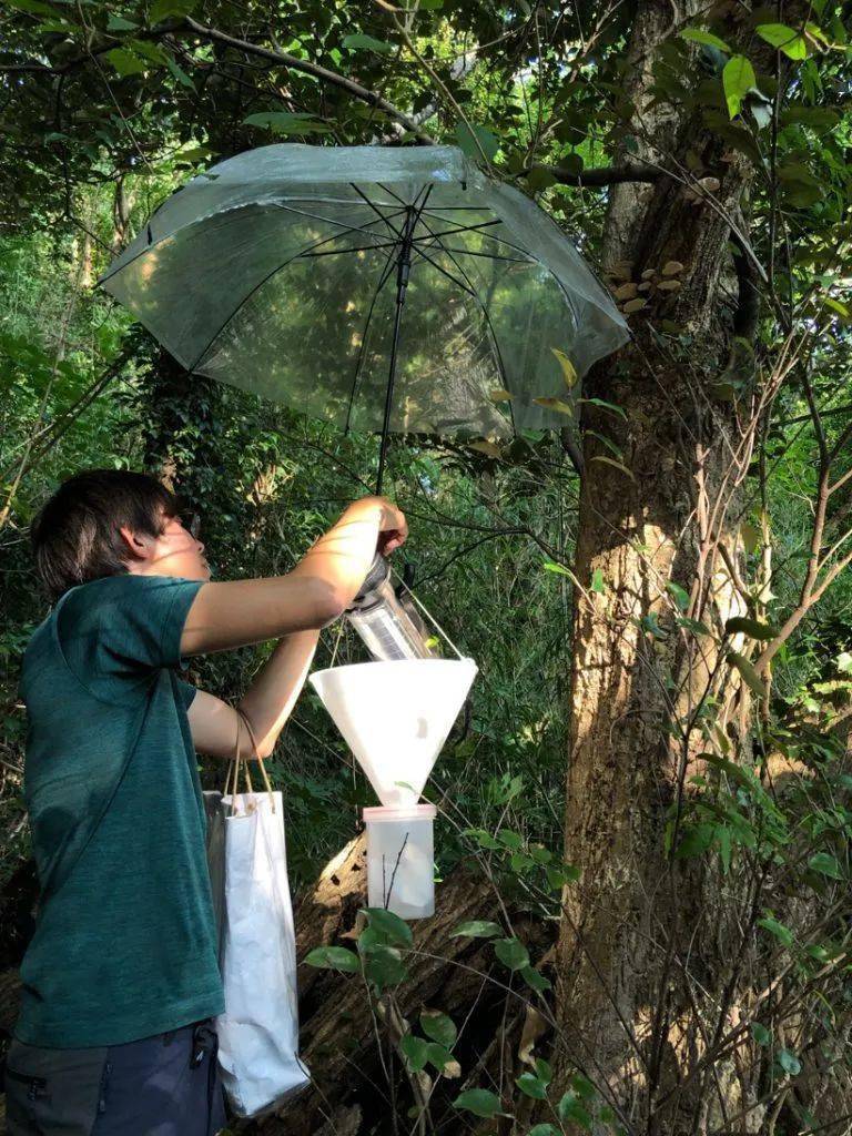我们还会使用马来式网,灯诱幕布这样的专业设备,设计并使用昆虫陷阱.