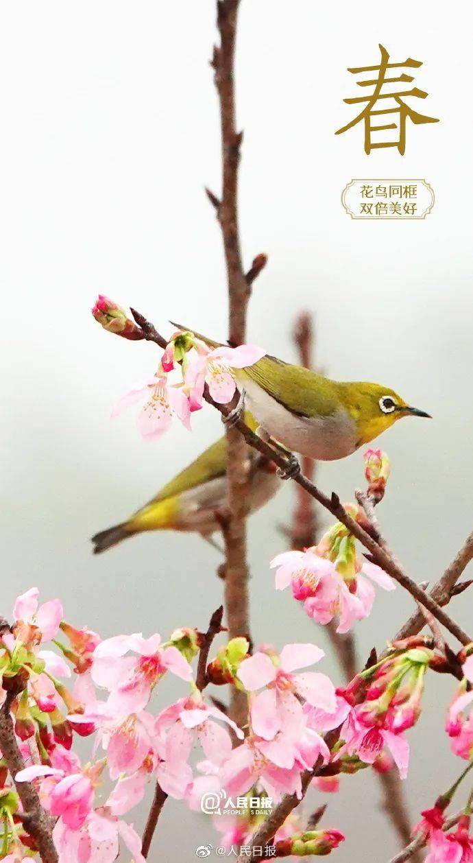 收藏！春日花鸟同框的双倍美好_来源_信号_壁纸
